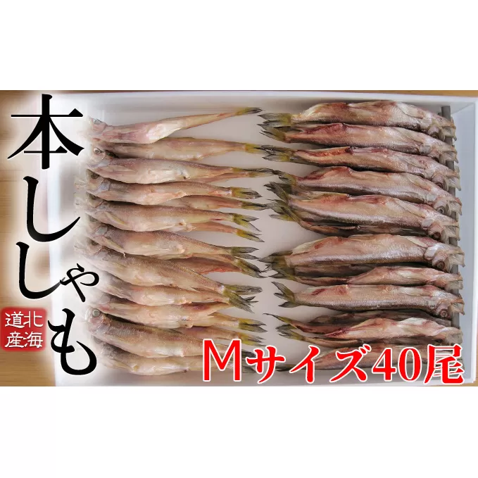 北海道産 ししゃもM40尾セット 魚介類 ししゃも 魚 海鮮 海の幸 北海道 日高 本ししゃも Mサイズ オス メス