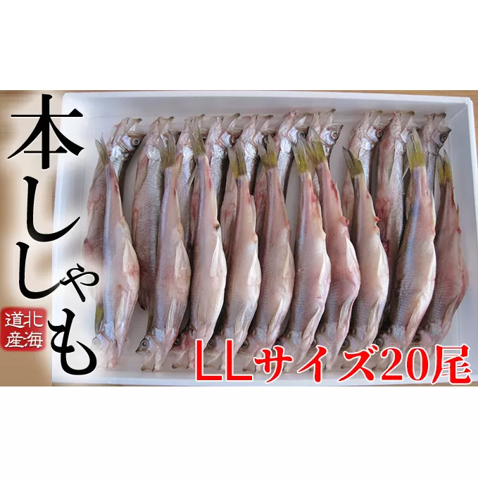 北海道産ししゃも LL 20尾セット