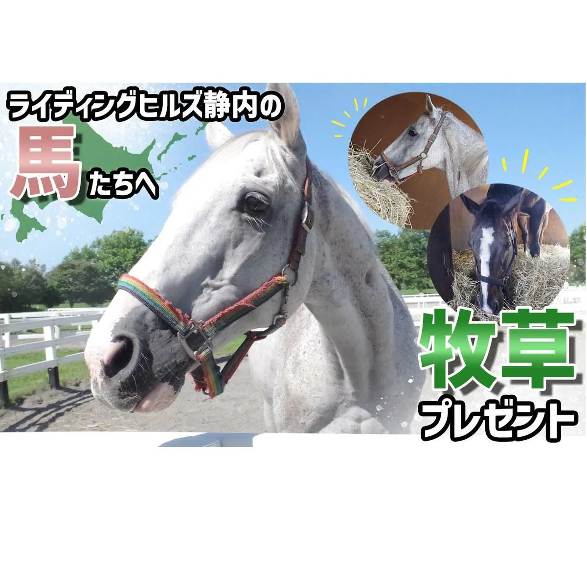 競走馬のふるさと 北海道 新ひだか町 ライディングヒルズ静内 馬 への 牧草ロール プレゼント 静内 うま サラブレッド ポニー 引退馬