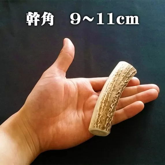 えぞ鹿カット角【約10cm×3本】※トリーツ