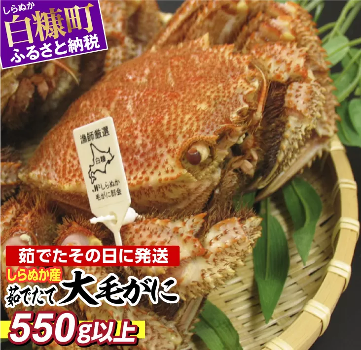 しらぬか産 茹でたて大サイズ毛がに【550g以上】