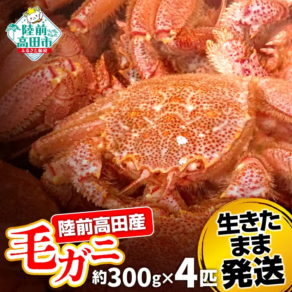  【毛ガニ 約300g×4匹】 陸前高田産 毛ガニ 生きたまま発送！ 【 かに カニ 魚介類 旬 鮮度抜群 産地直送 三陸産 】RT2659