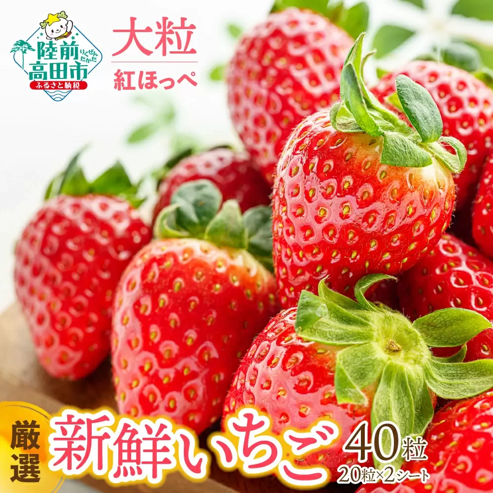 	先行予約 【大粒/厳選】新鮮いちご 20粒×2シート 〈品種：紅ほっぺ〉 Happy Strawberry 旬の時期に収穫してすぐ発送！ 【 いちご フルーツ 旬 数量限定 人気 岩手 陸前高田 】2025年2月頃から順次発送 RT2657