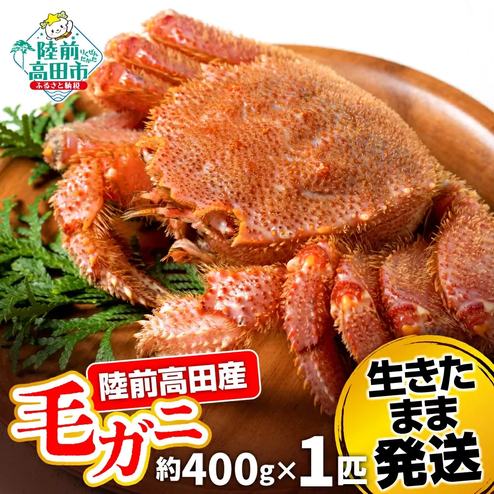 【毛ガニ 約400g×1匹】 陸前高田産 毛ガニ 生きたまま発送！ 【 かに カニ 魚介類 旬 鮮度抜群 産地直送 三陸産 】RT2660