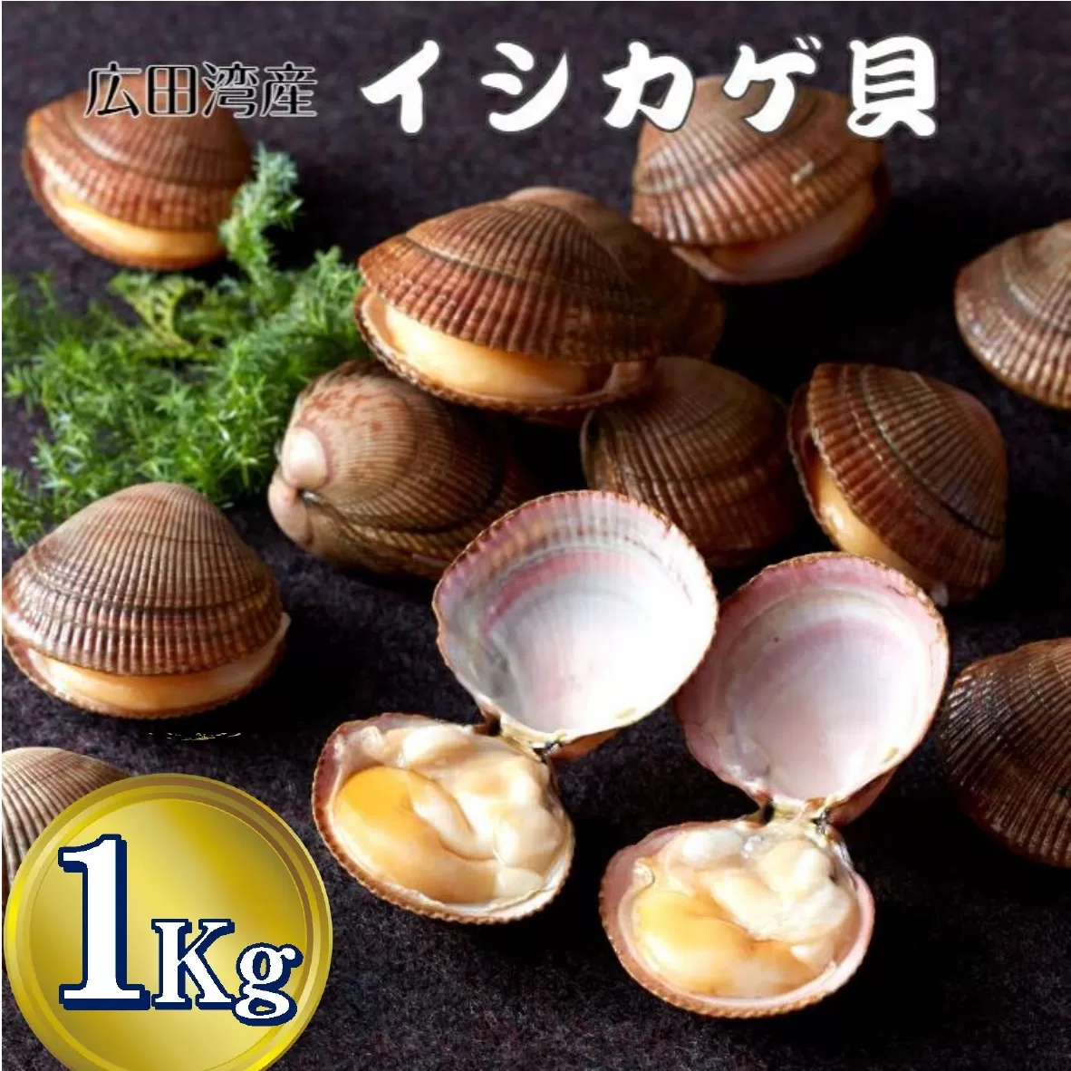 【先行予約】高級広田湾イシカゲ貝 約1kg (15～18個) ※期日指定不可※【 いしかげ貝 海産物 幻の貝 高級 刺身 岩手 陸前高田 】2025年6月頃～発送予定