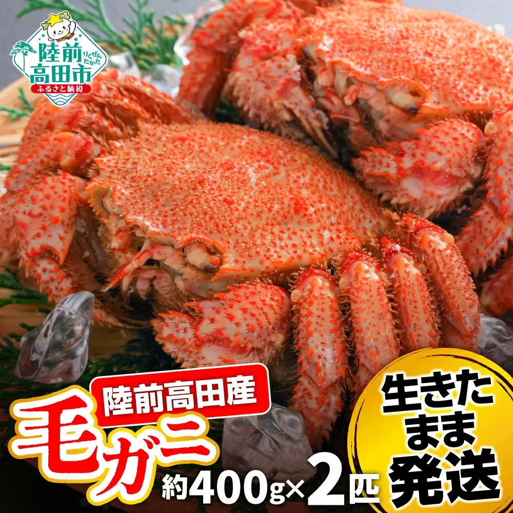 【毛ガニ 約400g×2匹】 陸前高田産 毛ガニ 生きたまま発送！ 【 かに カニ 魚介類 旬 鮮度抜群 産地直送 三陸産 】RT2660