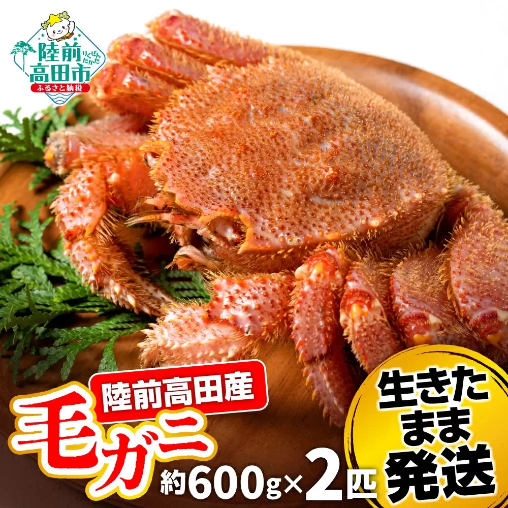 【毛ガニ 約600g×2匹】 陸前高田産 毛ガニ 生きたまま発送！ 【 かに カニ 魚介類 旬 鮮度抜群 産地直送 三陸産 】RT2662