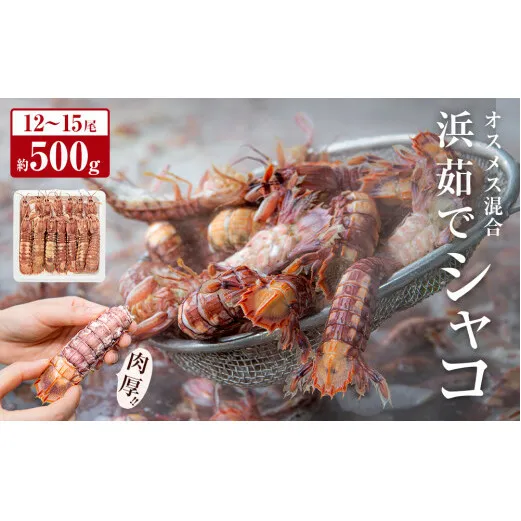 【季節限定】浜茹でシャコエビ（オスメス混合・500g)