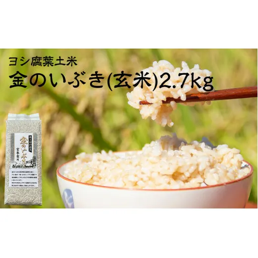 【新米予約】令和6年産 玄米 宮城県産 ヨシ腐葉土米 金のいぶき 2.7kg(900g×3) 真空パック 小分け 宮城県 石巻市