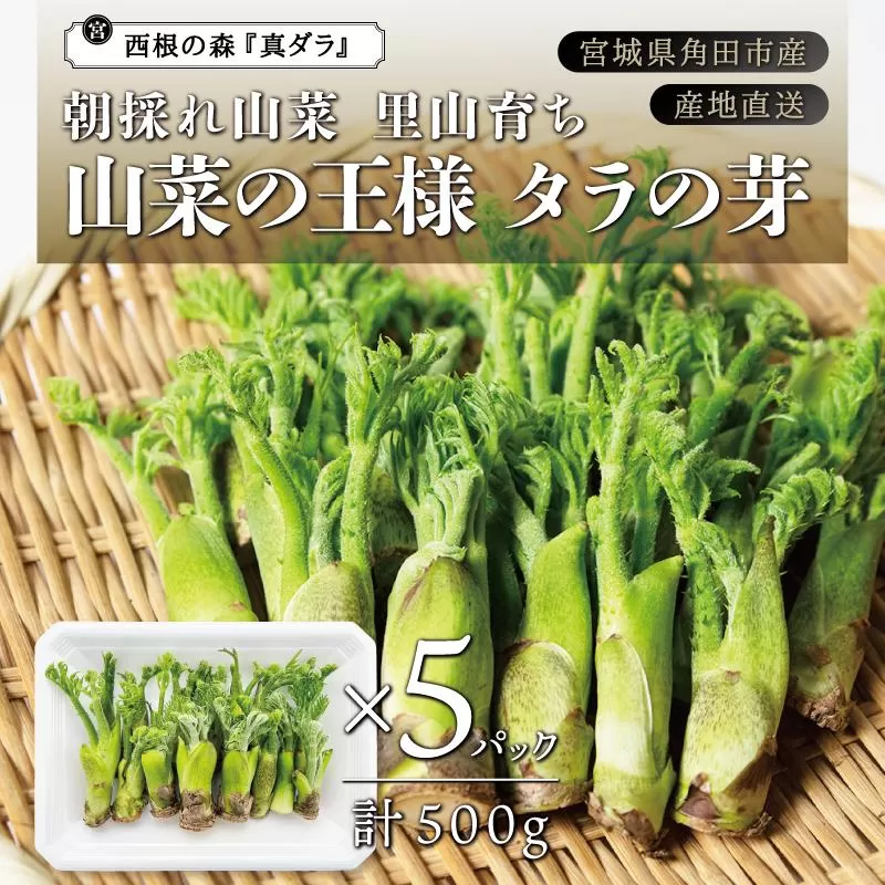 [宮城県角田市産]産地直送 朝採れ山菜 タラの芽 500g【12月下旬以降順次発送】