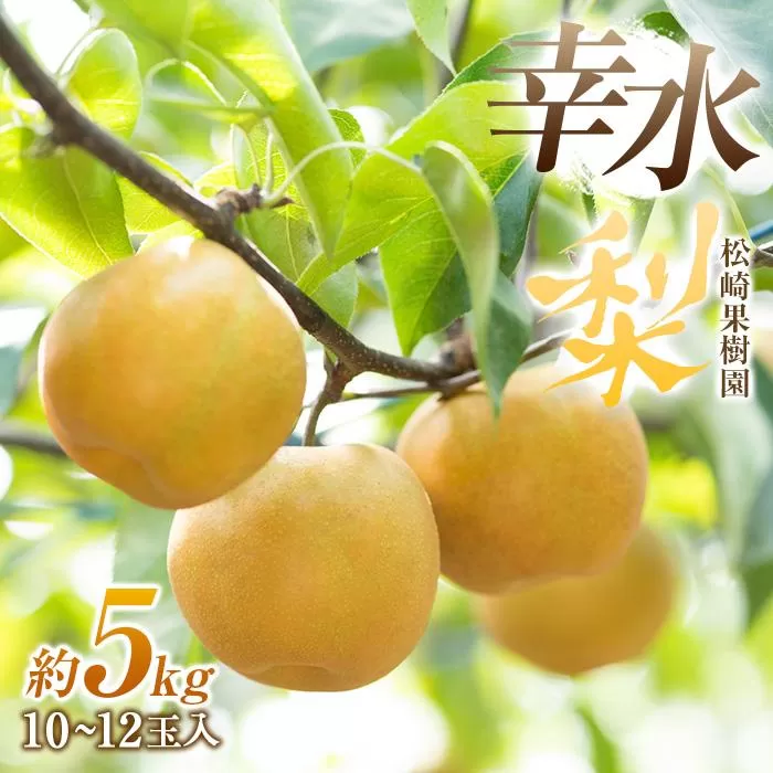 梨「幸水」約5kg（10〜12玉入）【松崎果樹園】