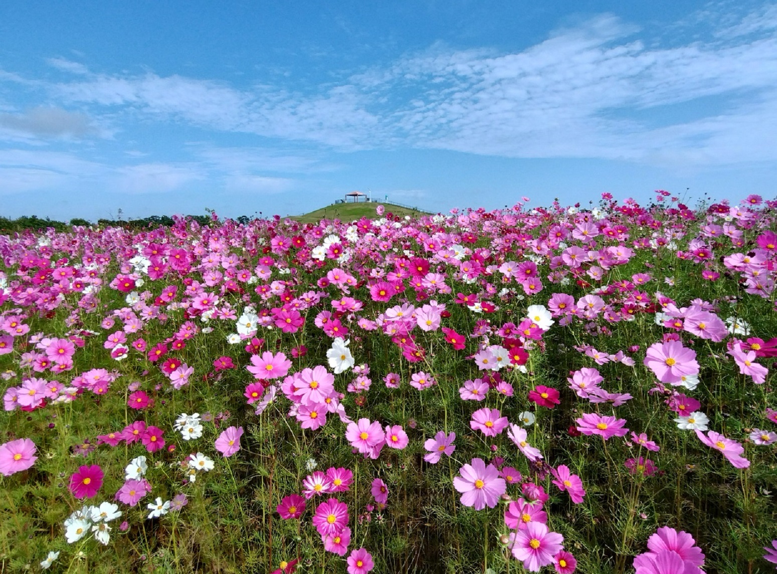 宮城県岩沼市