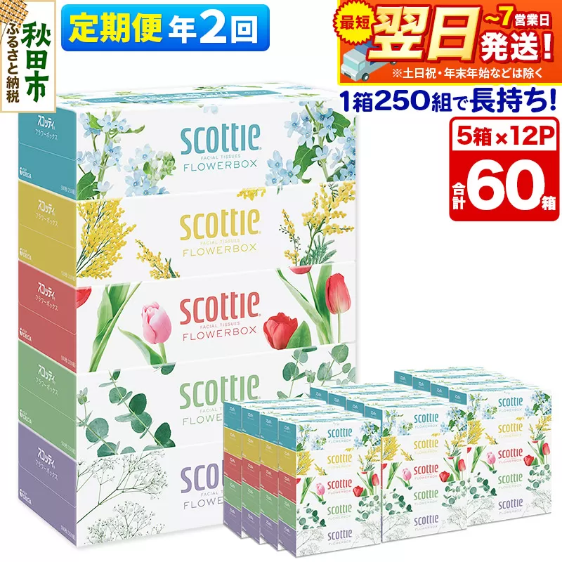 《6ヶ月ごとに2回お届け》定期便 ティッシュペーパー スコッティ フラワーボックス250組 60箱(5箱×12パック) ティッシュ 最短翌日発送【レビューキャンペーン中】