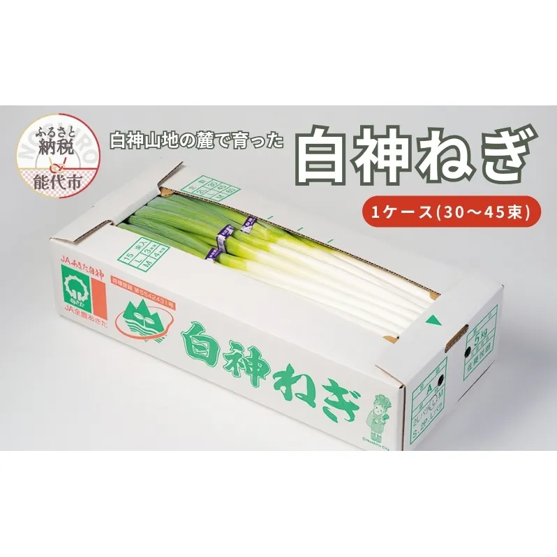 【8月～翌2月限定出荷】白神山地の麓で育った 白神ねぎ 産地直送 鍋物に最適！　
