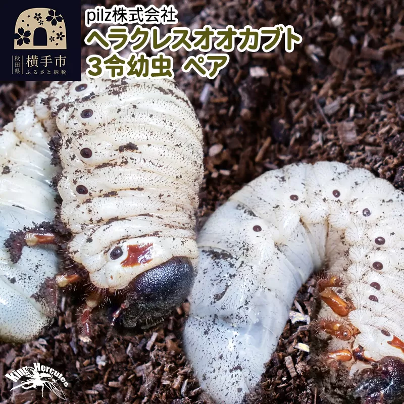 《TVで紹介されました》ヘラクレスオオカブト（3令幼虫）ペア かぶとむし カブトムシ 昆虫 幼虫 生体