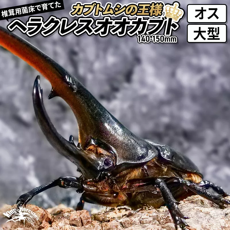 《TVで紹介されました》ヘラクレスオオカブト（成虫）オス 大型（140-150mm） 飼育ケース・マニュアル付き カブトムシ