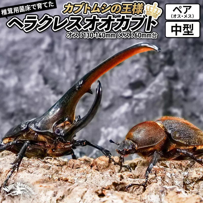 《TVで紹介されました》ヘラクレスオオカブト（成虫）ペア 中型（オス：130-140mm メス：60mm台） 飼育ケース・マニュアル付き カブトムシ