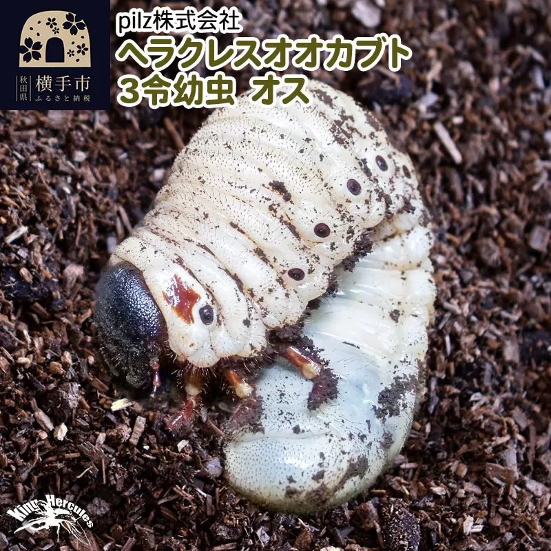 《TVで紹介されました》ヘラクレスオオカブト（3令幼虫）オス かぶとむし カブトムシ 昆虫 幼虫 生体