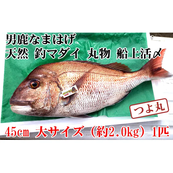 （数量・期間限定）男鹿なまはげ 天然 釣マダイ 船上活〆 大サイズ 約45cm 1匹 つよ丸※東北・関東限定