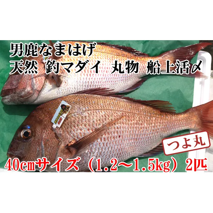 （数量・期間限定）男鹿なまはげ 天然 釣マダイ 船上活〆 大サイズ 約40cm 2匹セット つよ丸※東北・関東限定