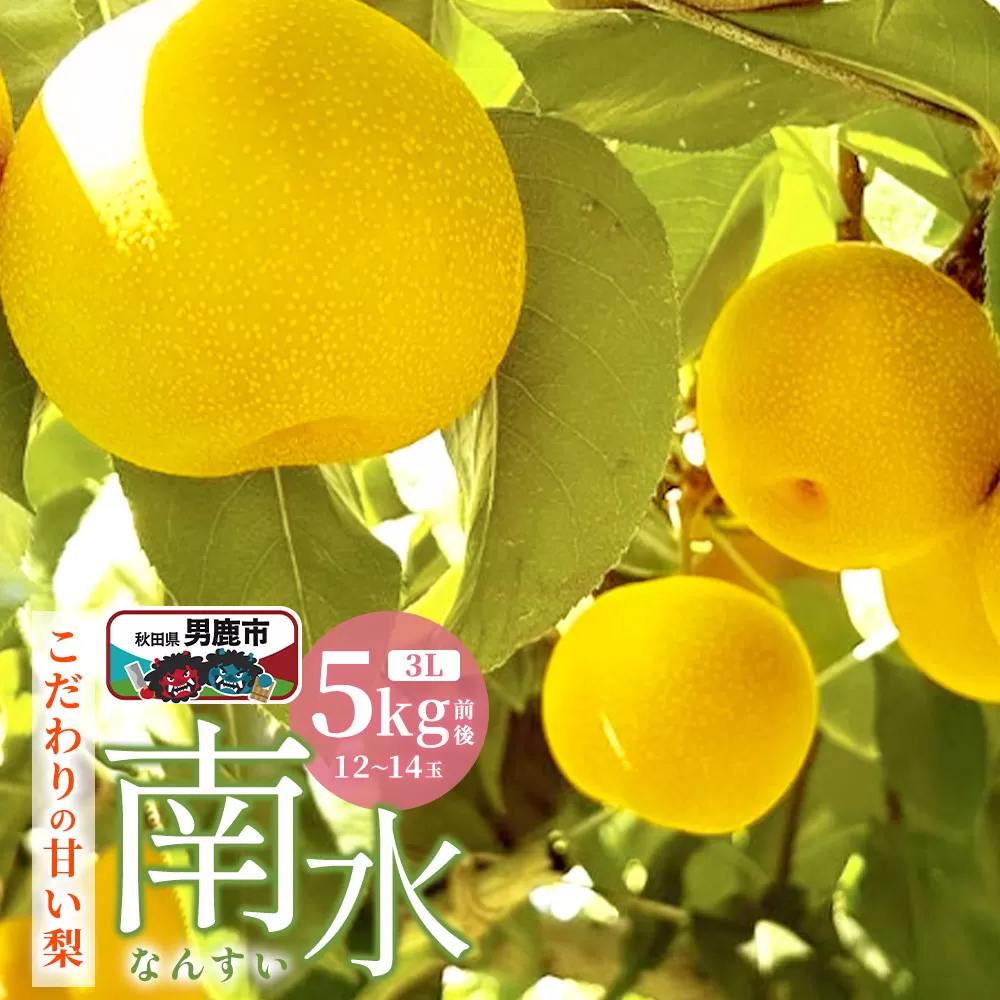 【先行受付】南水 梨 こだわりの甘い梨 5kg前後 3L 12〜14玉 産地直送 旬の果物 ギフト 秋田県 男鹿市