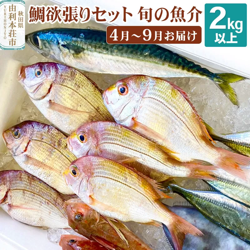 鯛 欲張りセット 2kg 以上 冷蔵 《予約》4月中旬〜9月中旬発送