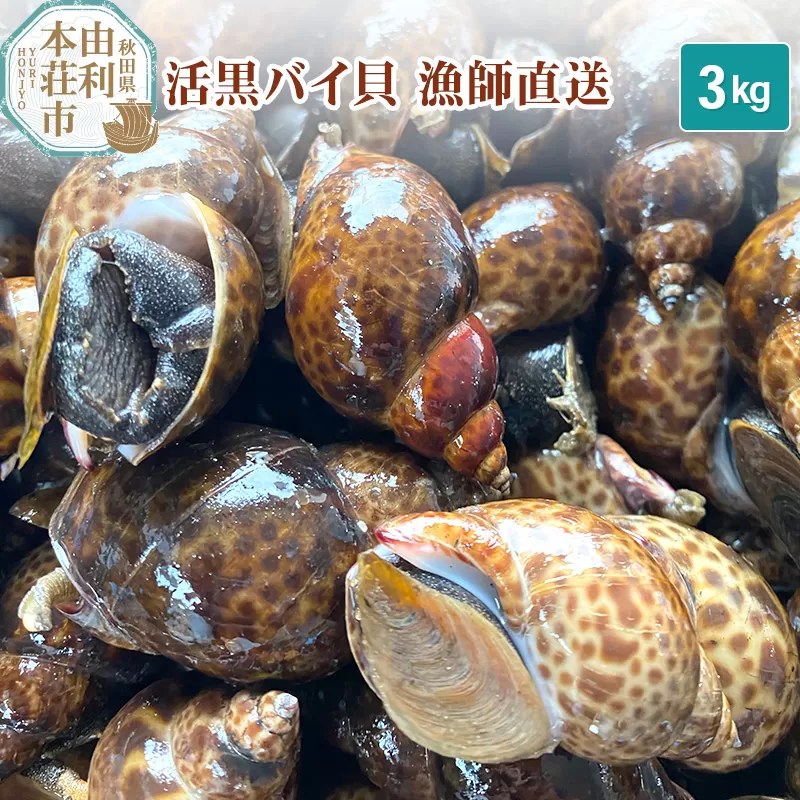 由利本荘市産 活黒バイ貝 3kg