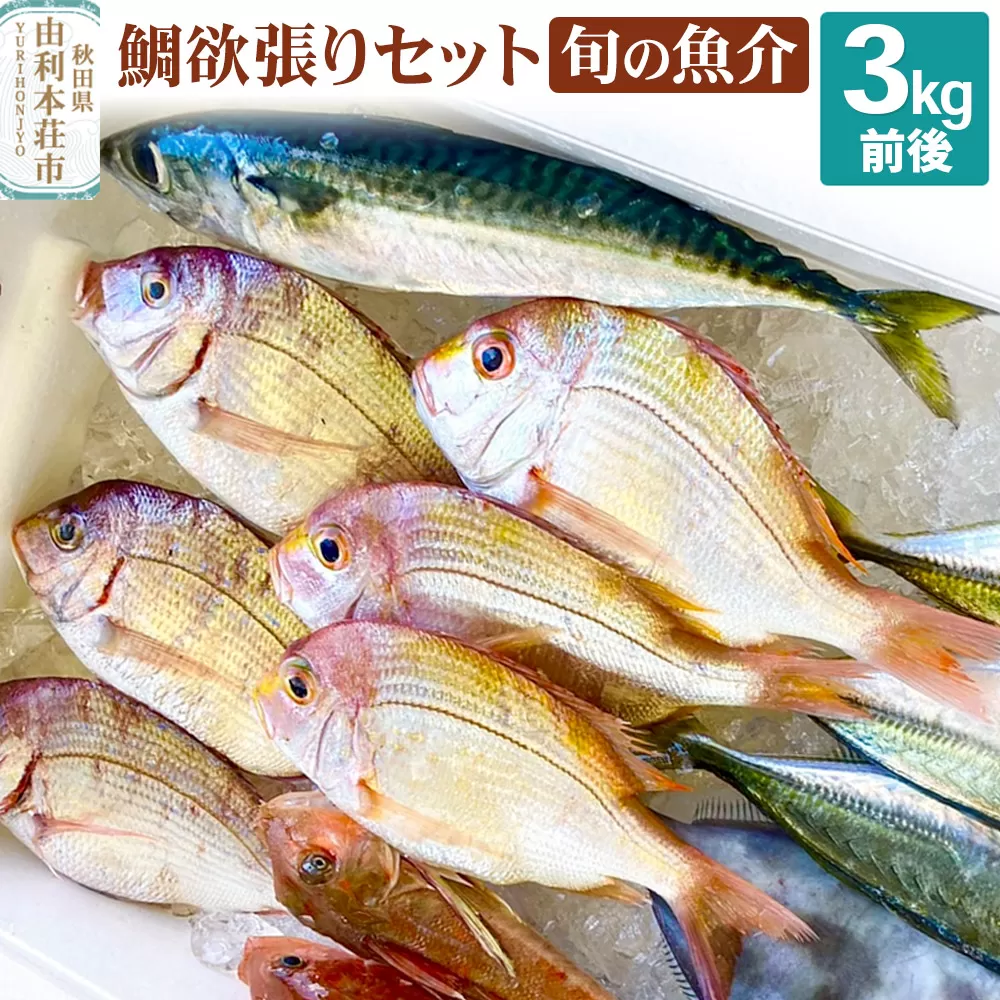 鯛 欲張りセット 旬の魚介 3kg前後