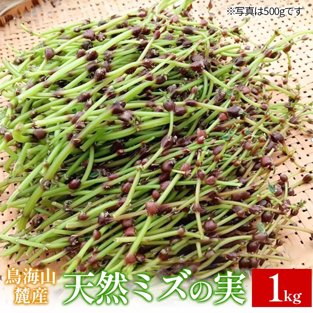 鳥海山麓産　天然ミズの実 約1kg