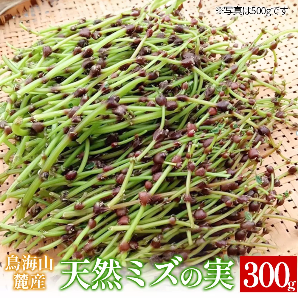 鳥海山麓産　天然ミズの実 約300g