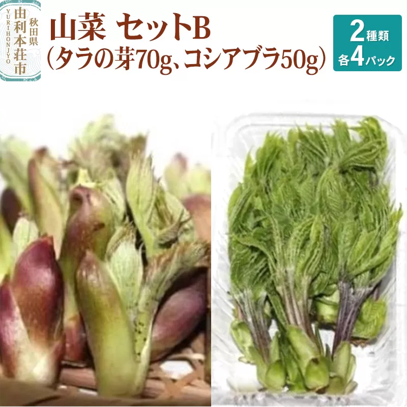 山菜セットB（タラの芽70g×4 コシアブラ50g×4）天然  （発送は4月〜5月頃）