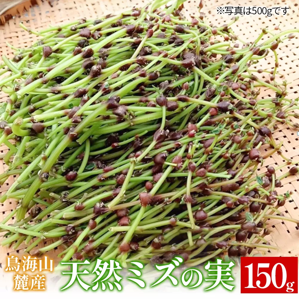 鳥海山麓産　天然ミズの実 約150g