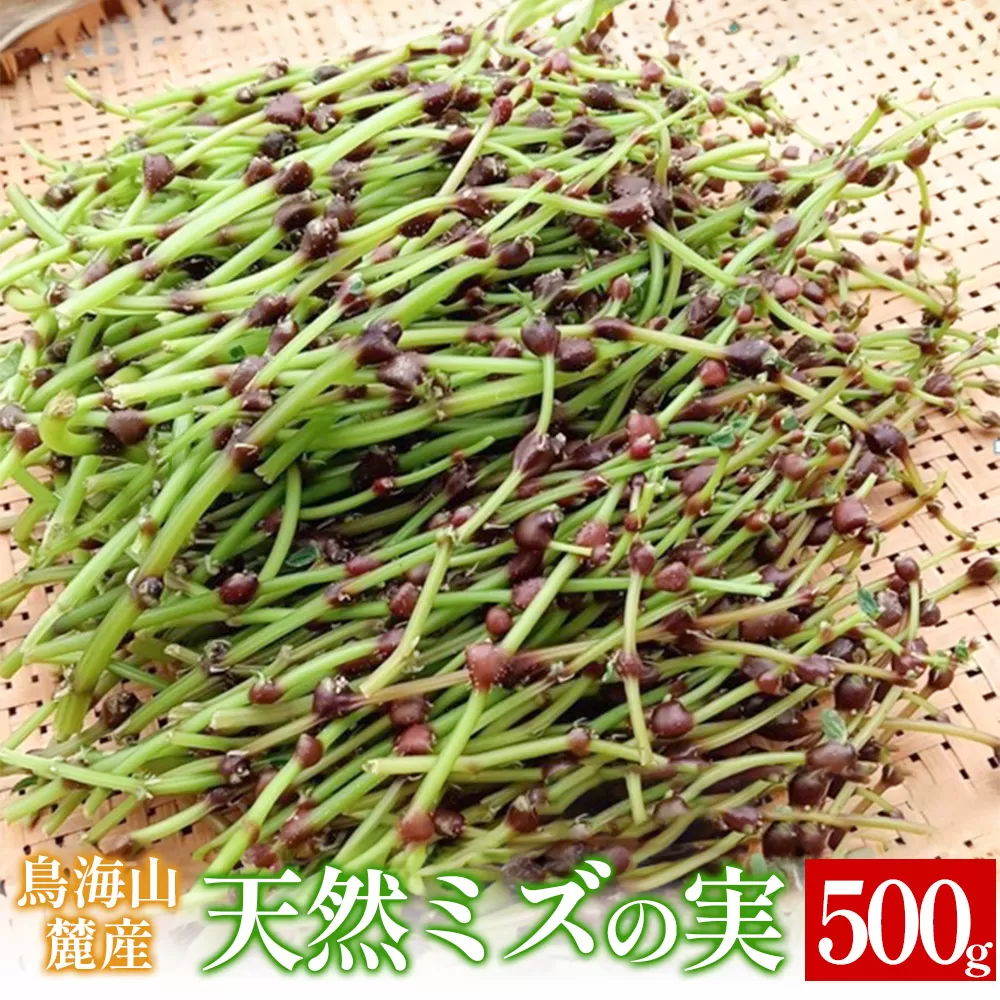 鳥海山麓産　天然ミズの実 約500g