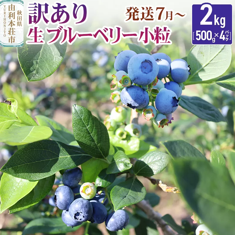 【発送7月から順次】《訳あり》田口農園 秋田県産 小粒 ブルーベリー 生 合計2kg(500g×4パック)  大容量 加工向け