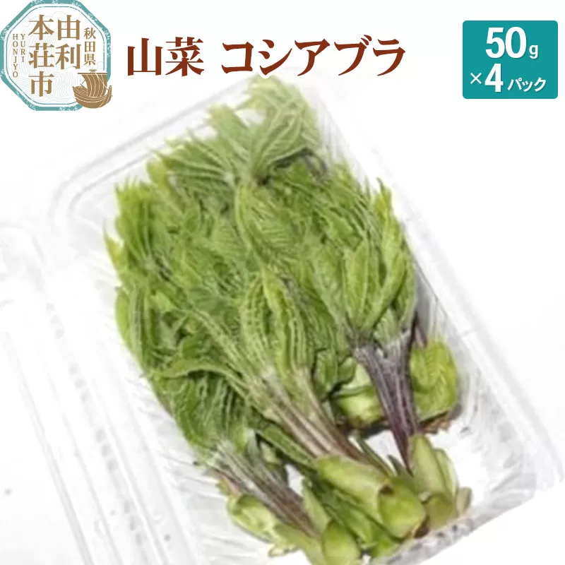 山菜 コシアブラ 50g×4パック （発送は4月〜5月頃）
