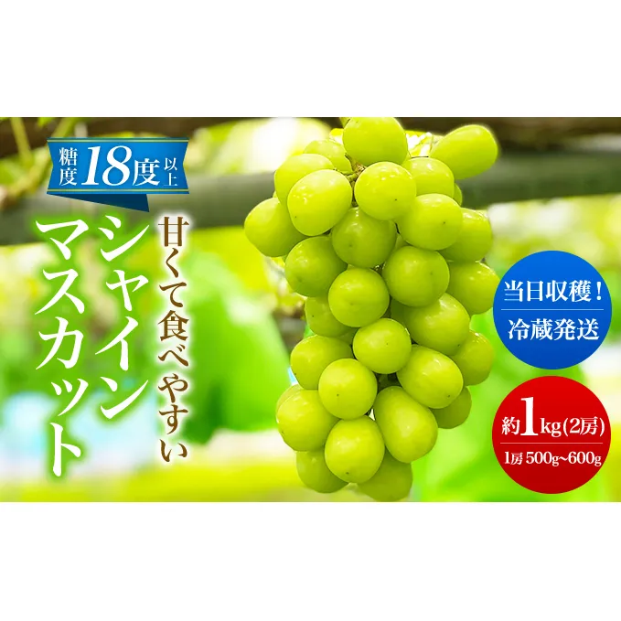 先行予約 甘く食べやすい シャインマスカット 2房（1房 500～600g）＜出荷時期：2024年9月下旬～10月上旬ごろ＞数量限定 期間限定 果物 フルーツ ぶどう ブドウ マスカット