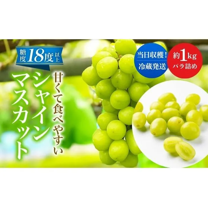 先行予約 甘く食べやすい シャインマスカット 粒 バラ詰め 約1kg＜出荷時期：2024年9月下旬～10月上旬ごろ＞数量限定 期間限定 果物 フルーツ ぶどう ブドウ マスカット