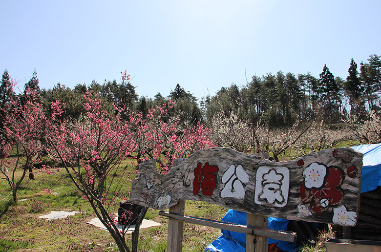 県内最大規模の梅公園～金仏梅公園～