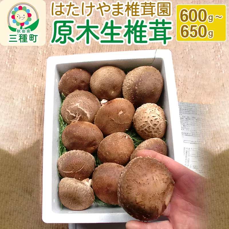 秋田県産 原木生椎茸（600〜650g）農薬不使用 産地直送