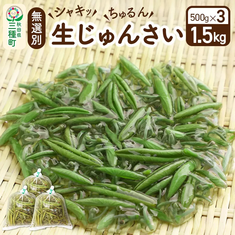 生じゅんさい無選別 1.5kg(500g×3袋)《冷蔵》（2025年5月中旬(収穫後)から7月末、順次発送予定）朝採りして当日発送！