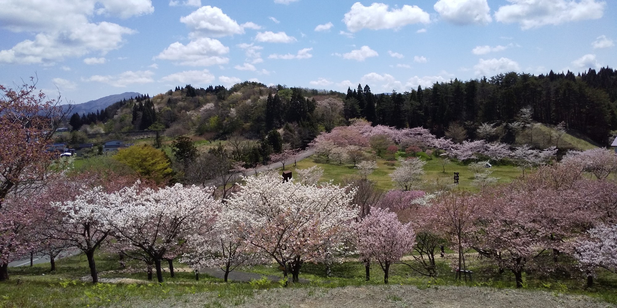 桜