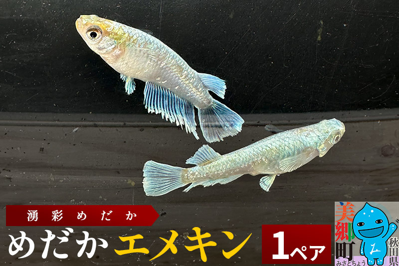 めだか エメキン (1ペア) メダカ 生体 観賞用 魚 ペット 観賞魚｜美郷町｜秋田県｜返礼品をさがす｜まいふる by AEON CARD