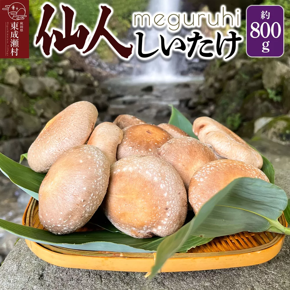 meguruhi 仙人しいたけ 約800g