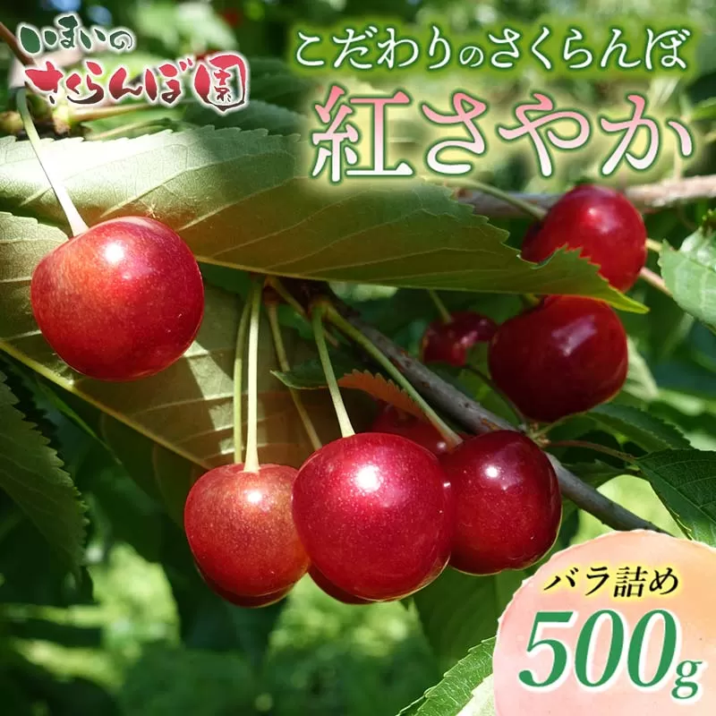 【令和7年産先行予約】こだわりのさくらんぼ「紅さやか」バラ詰め 500g いまいのさくらんぼ園 K-729