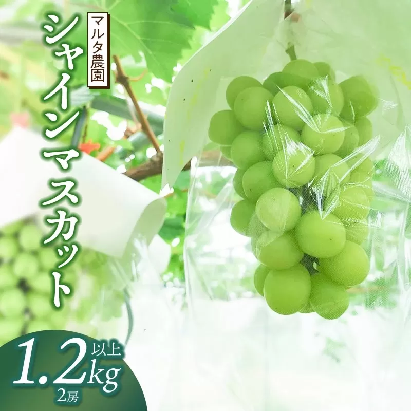 【令和6年産 先行予約】シャインマスカット 1.2kg以上(2房)　マルタ農園