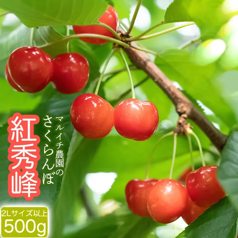 【令和7年産先行予約】さくらんぼ 紅秀峰 2Lサイズ以上 500g マルイチ農園