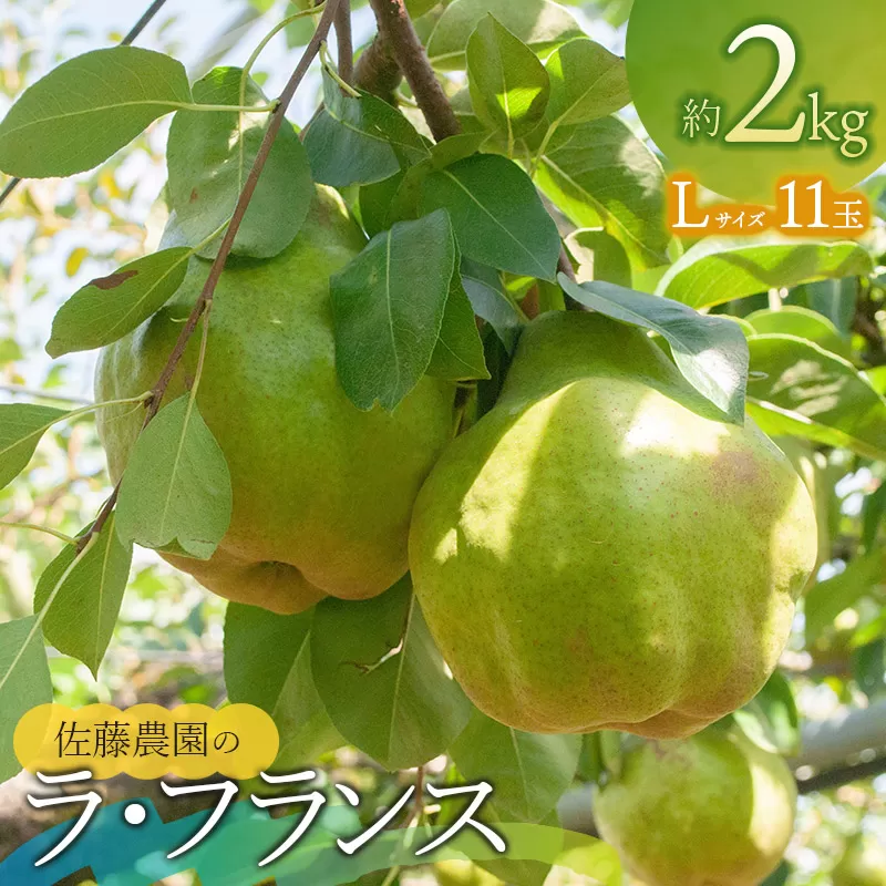 [令和6年産] ラ・フランス Lサイズ 約2kg(11玉) 山形県鶴岡市産 佐藤農園