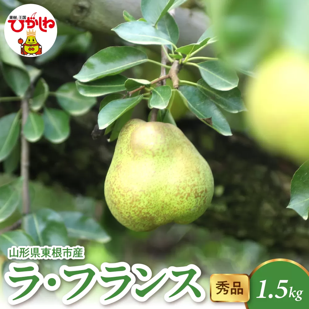 2025年産 ラ・フランス1.5kg（3-7玉） 秀品 山形県 東根市 hi082-019-1