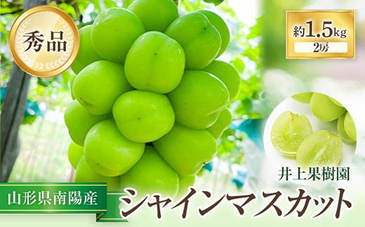 令和6年産先行予約】 シャインマスカット 約1.5kg (2房 秀) 《令和6年9月中旬～発送》 『いのうえ果樹園』マスカット ぶどう 果物 フルーツ  デザート 山形県 南陽市 [1312]｜南陽市｜山形県｜返礼品をさがす｜まいふる by AEON CARD