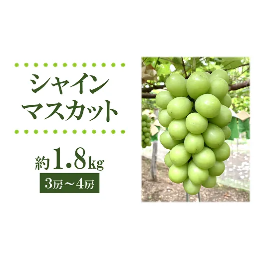 【令和6年産先行予約】 シャインマスカット 1.8kg以上 (3～4房 秀) 《令和6年9月上旬～発送》 『フナヤマ農園』 山形県 南陽市 [1628]
